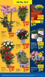 Lidl Prospekt Seite 29