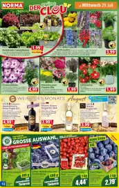 Norma Prospekt woche 31 Seite 11