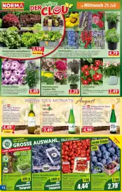 Norma Prospekt woche 31 Seite 12