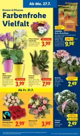 Lidl Prospekt woche 31 Seite 7