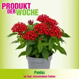 Blumen B&B Flugblatt Seite 1