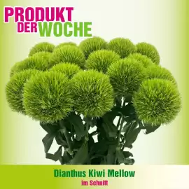 Blumen B&B Flugblatt Seite 2
