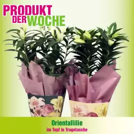 Blumen B&B Flugblatt Seite 3