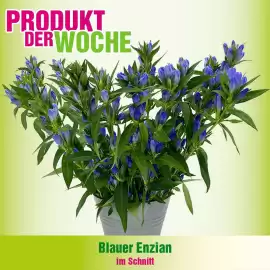 Blumen B&B Flugblatt Seite 4
