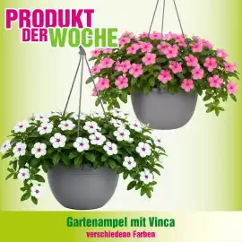 Blumen B&B Flugblatt Seite 5