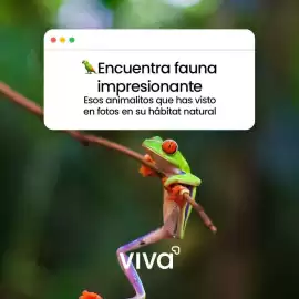 Catálogo VivaAerobus Página 3