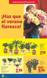 Catálogo Lidl semana 31 Página 42