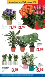 Folheto Lidl semana 31 Página 37