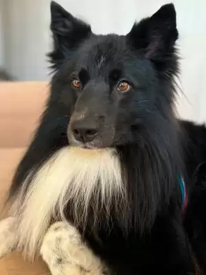 Hush Puppies (válido hasta 31-07)
