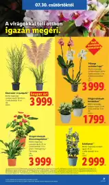 Lidl akciós újság hét 31 Oldal 21