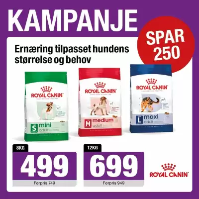 Buddy (gyldig til 8-08)