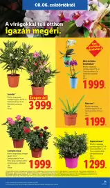 Lidl akciós újság hét 32 Oldal 25