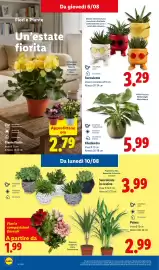 Volantino Lidl settimana 32 Pagina 32: Succulente in cestino €3,99, Fiori e composizioni floreali €1,99