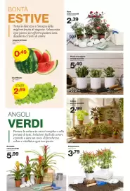 Volantino In'S Mercato Pagina 11: Piante succulente varietà assortite €5,49, Rose colori assortiti €2,39