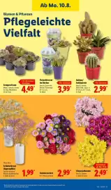 Lidl Prospekt woche 33 Seite 23