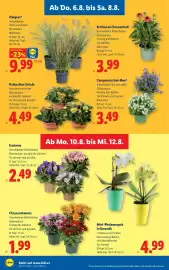 Lidl Flugblatt woche 32 Seite 29