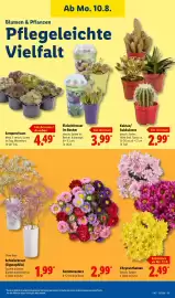 Lidl Prospekt woche 33 Seite 23