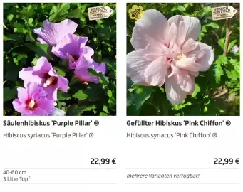 Starkl Flugblatt Seite 1