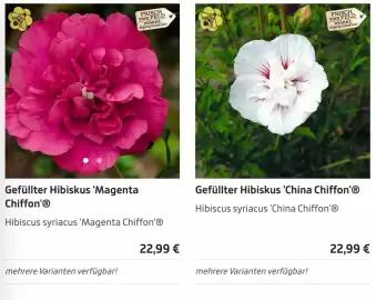 Starkl Flugblatt Seite 2