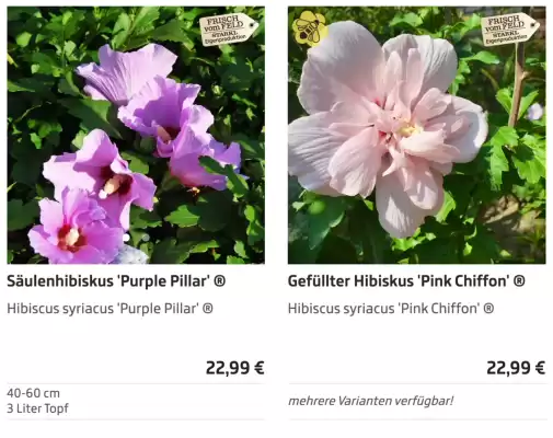 Starkl (gültig bis 17-08)