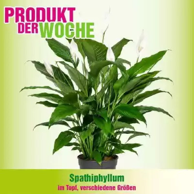Blumen B&B (gültig bis 9-08)