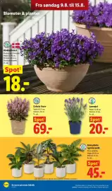Lidl tilbudsavis uge 33 Side 33