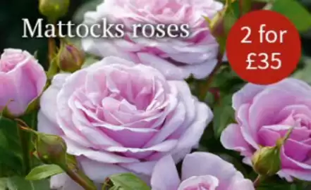 Notcutts Garden Centre leaflet Page 1