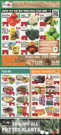 Pino's flyer week 32 Page 2