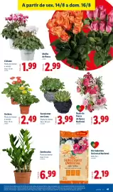 Folheto Lidl semana 33 Página 41