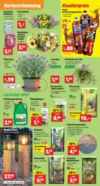 Thomas Philipps Prospekt woche 33 Seite 5
