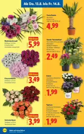 Lidl Flugblatt woche 33 Seite 26