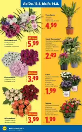 Lidl Flugblatt woche 33 Seite 26