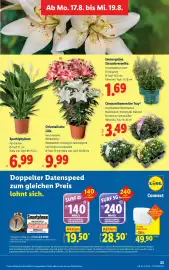 Lidl Flugblatt woche 33 Seite 30