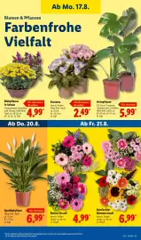 Lidl Prospekt woche 34 Seite 25