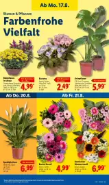 Lidl Prospekt woche 34 Seite 25