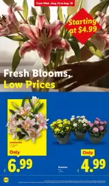 Lidl weekly ad week 33 Page 24