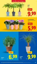 Lidl weekly ad week 33 Page 25