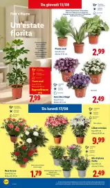 Volantino Lidl settimana 33 Pagina 28: Rose in vaso €1,79, Piante verdi €2,99