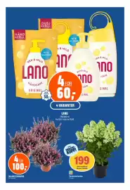 Coop Obs kundeavis uke 33 Side 14: Syrinhortensia, Medlemspris, LANO €60,00