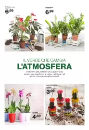 Volantino In'S Mercato Pagina 23: Orchidea €4,49, Zamioculcas €6,99