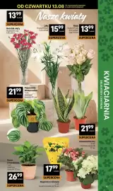 Delikatesy Centrum gazetka tydzień 33 Strona 11: Peperomia Watermelon €21,99, Begonia w rękawie €17,99