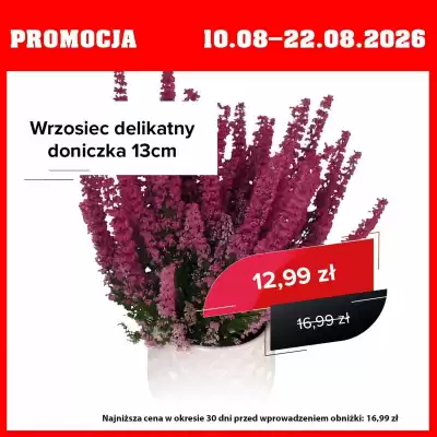 Szarotka gazetka (ważność do 22-08)