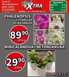 Extra Mjällby Stormarknad reklamblad vecka 41 Sida 11: Phalenopsis €89,90, Minicalandiva i betongkruka €29,90