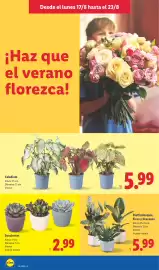 Catálogo Lidl semana 34 Página 48: Suculentas €2,99, Dieffembaquia Ficus y Dracaena €5,99