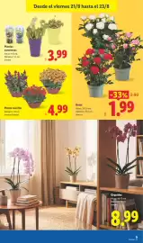 Catálogo Lidl semana 34 Página 49: Planta con flor €4,99, Rosal €1,99