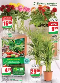 Dino gazetka tydzień 33 Strona 66: Róże €16,99, Palma Areka €29,99