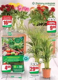 Dino gazetka tydzień 33 Strona 66: Róże €16,99, Palma Areka €29,99
