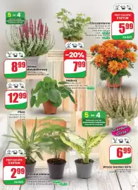 Dino gazetka tydzień 33 Strona 67: Hedera doniczka 12 cm wysokość 10 €7,99