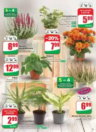 Dino gazetka tydzień 33 Strona 67: Hedera doniczka 12 cm wysokość 10 €7,99