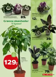 Kvickly tilbudsavis uge 33 Side 19: Grøn plante €79,00, Philodendron €39,00